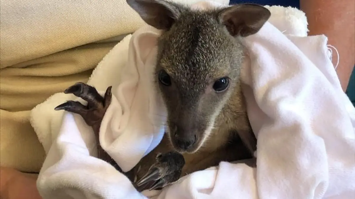 Zoopark-Erfurt Kängurubaby