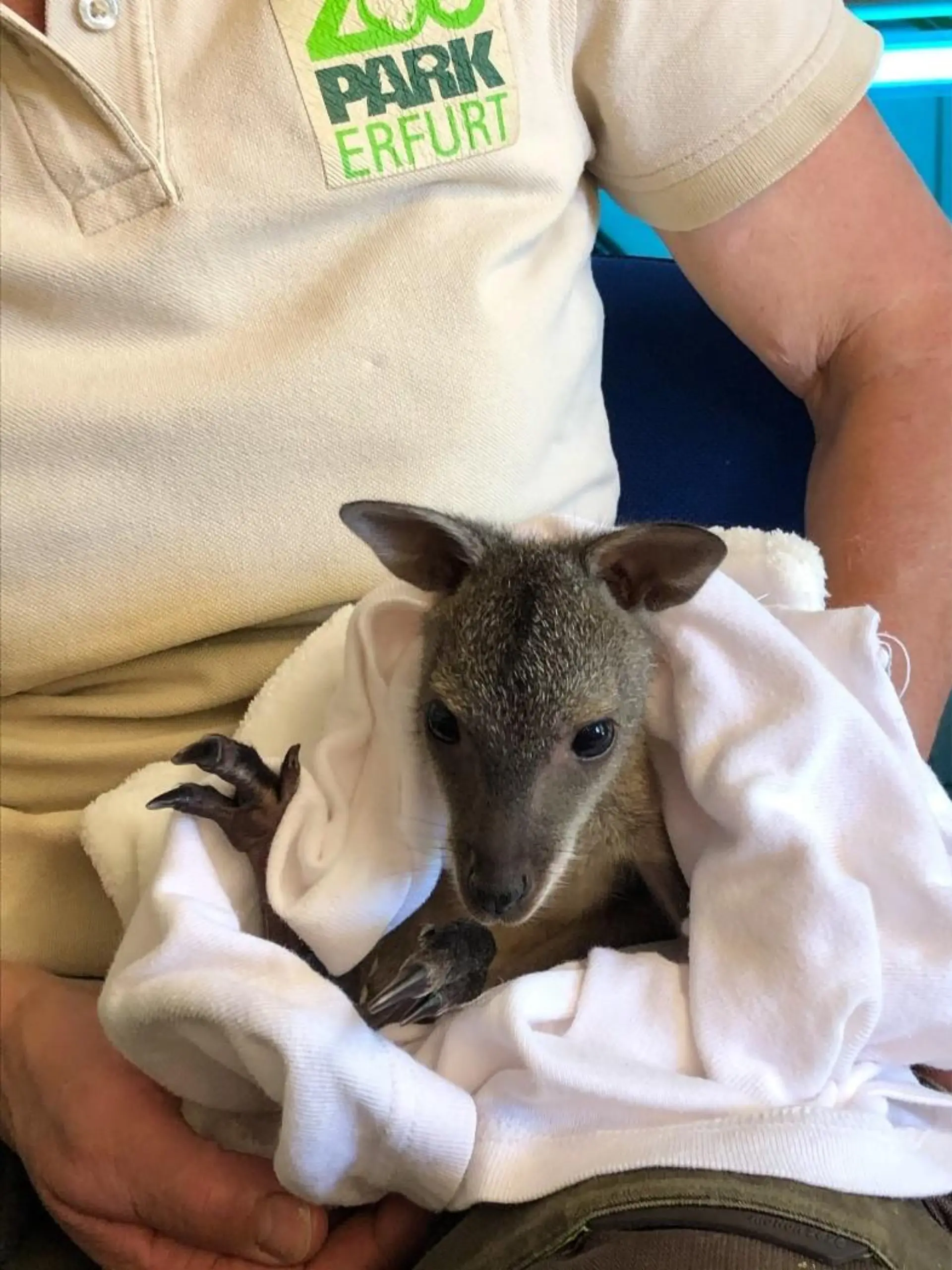Zoopark-Erfurt Kängurubaby