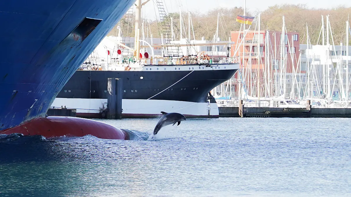 HANDOUT - 29.04.2023, Schleswig-Holstein, Travemünde: Der Delfin «Delle» ist zwischen Schiffen an der Trave zu sehen. (zu dpa «Delfin-Watching an der Ostsee - «Delle» zieht seine Fans in den Bann») Foto: Michael Sprengel/dpa - ACHTUNG: Nur zur redaktionellen Verwendung im Zusammenhang mit der aktuellen Berichterstattung und nur mit vollständiger Nennung des vorstehenden Credits +++ dpa-Bildfunk +++