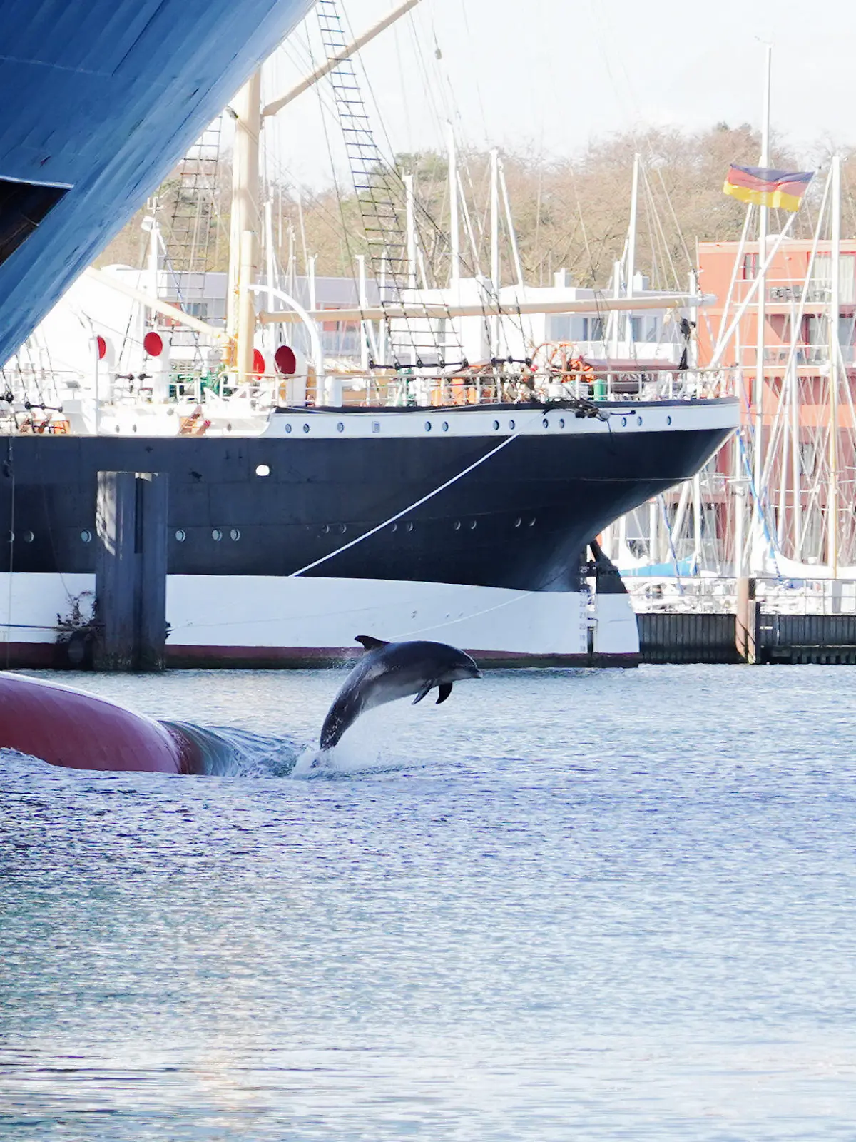 HANDOUT - 29.04.2023, Schleswig-Holstein, Travemünde: Der Delfin «Delle» ist zwischen Schiffen an der Trave zu sehen. (zu dpa «Delfin-Watching an der Ostsee - «Delle» zieht seine Fans in den Bann») Foto: Michael Sprengel/dpa - ACHTUNG: Nur zur redaktionellen Verwendung im Zusammenhang mit der aktuellen Berichterstattung und nur mit vollständiger Nennung des vorstehenden Credits +++ dpa-Bildfunk +++