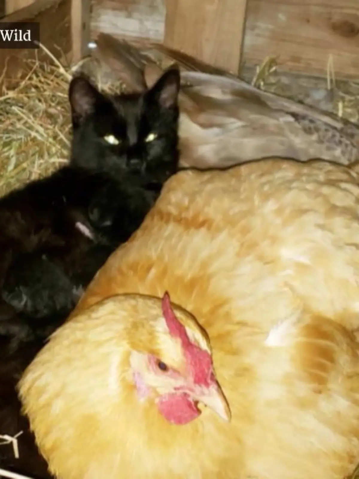 Bild zu: "Katzenmama hütet Babys im Hühnerstall"