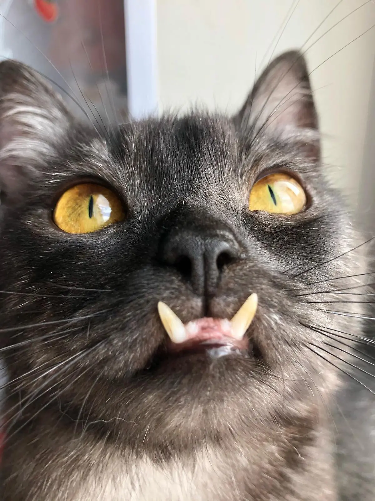Eine Katze hat zwei enorm weit nach vorne stehende Zähne.