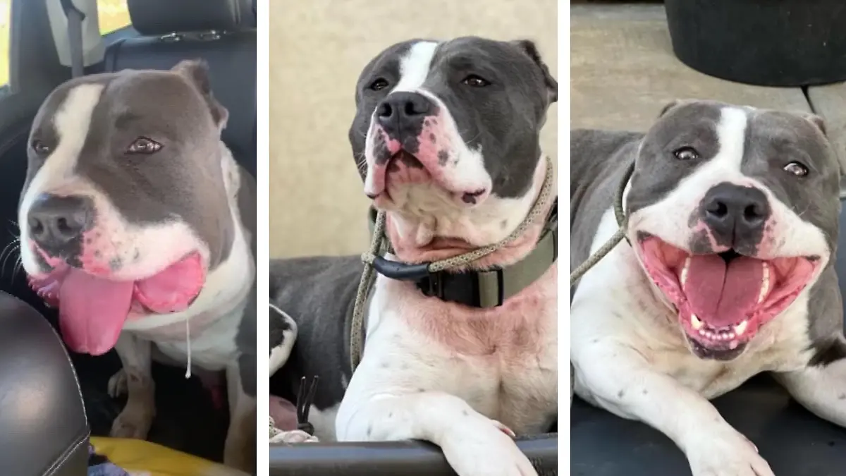 Collage von Chunk