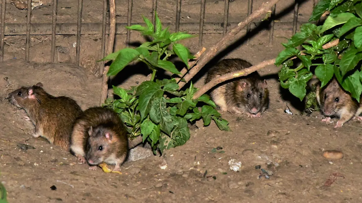 Ratten können Krankheiten übertragen