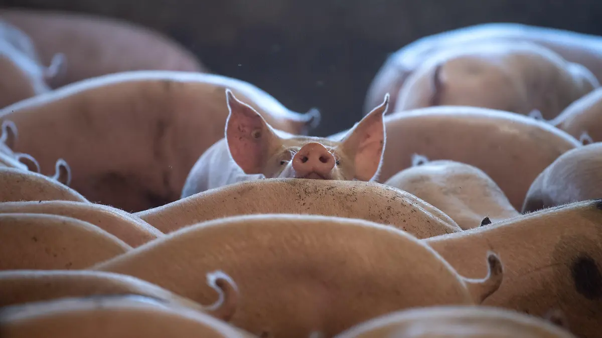 ARCHIV - 18.09.2020, ---: Schweine stehen in einem Stall. Ob Bio oder konventionell: Die landwirtschaftliche Haltungsform von Nutztieren sagt aus Sicht der Verbraucherorganisation Foodwatch nichts über Gesundheit und Wohlergehen der Tiere aus. (zu dpa «Foodwatch fordert gesetzliche Vorgaben für Gesundheit von Nutztieren») Foto: Sina Schuldt/dpa +++ dpa-Bildfunk +++
