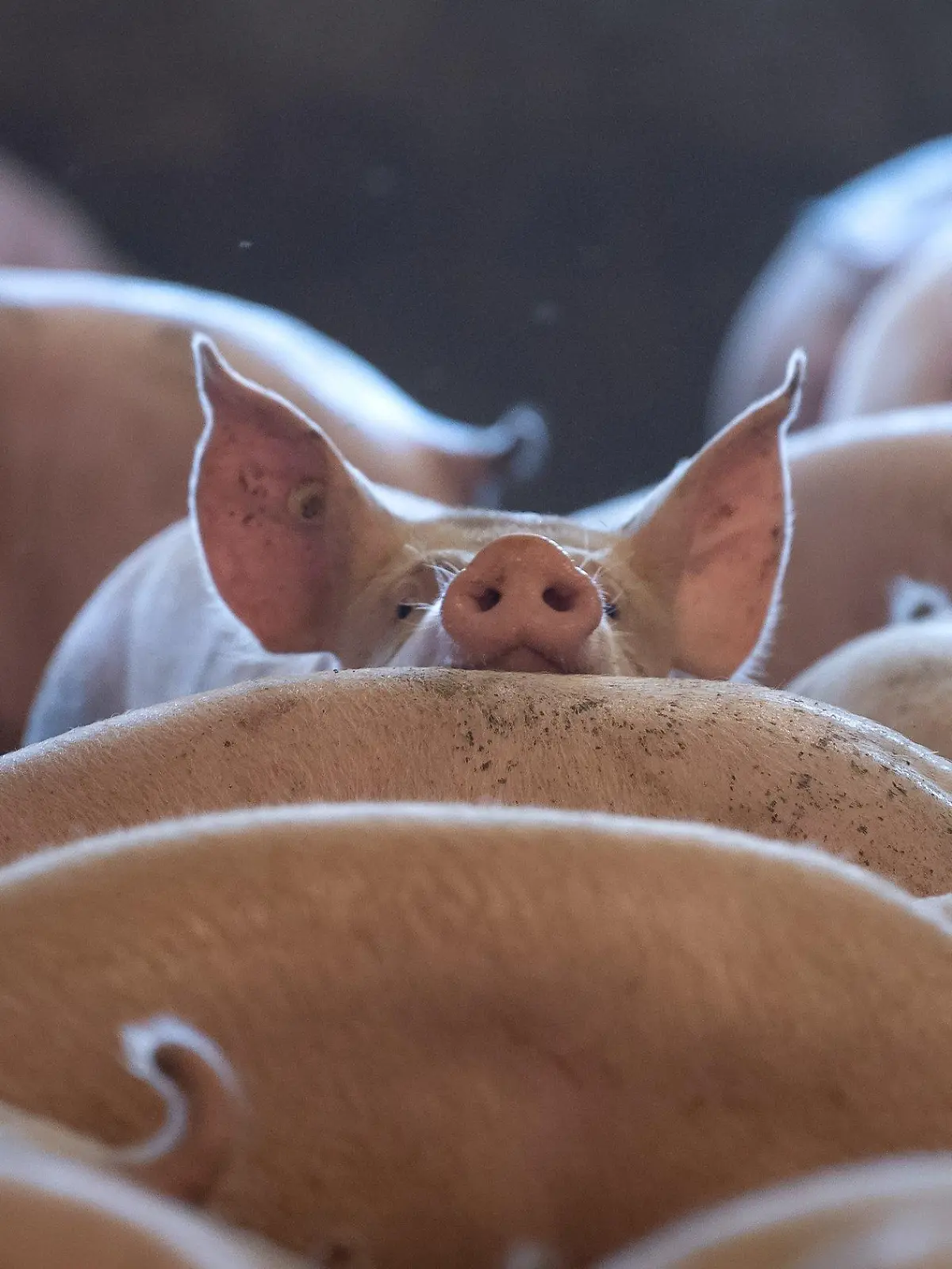 ARCHIV - 18.09.2020, ---: Schweine stehen in einem Stall. Ob Bio oder konventionell: Die landwirtschaftliche Haltungsform von Nutztieren sagt aus Sicht der Verbraucherorganisation Foodwatch nichts über Gesundheit und Wohlergehen der Tiere aus. (zu dpa «Foodwatch fordert gesetzliche Vorgaben für Gesundheit von Nutztieren») Foto: Sina Schuldt/dpa +++ dpa-Bildfunk +++