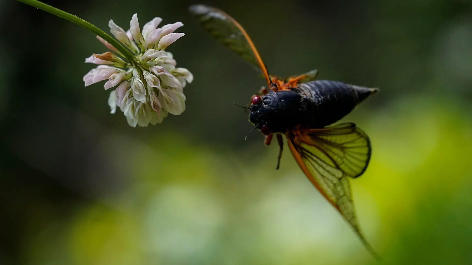 12.05.2021, USA, Washington: Eine erwachsene Zikade fliegt aus einer Kleeblüte. Foto: Carolyn Kaster/AP/dpa +++ dpa-Bildfunk +++