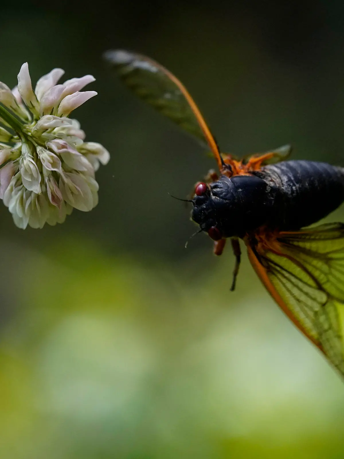 12.05.2021, USA, Washington: Eine erwachsene Zikade fliegt aus einer Kleeblüte. Foto: Carolyn Kaster/AP/dpa +++ dpa-Bildfunk +++