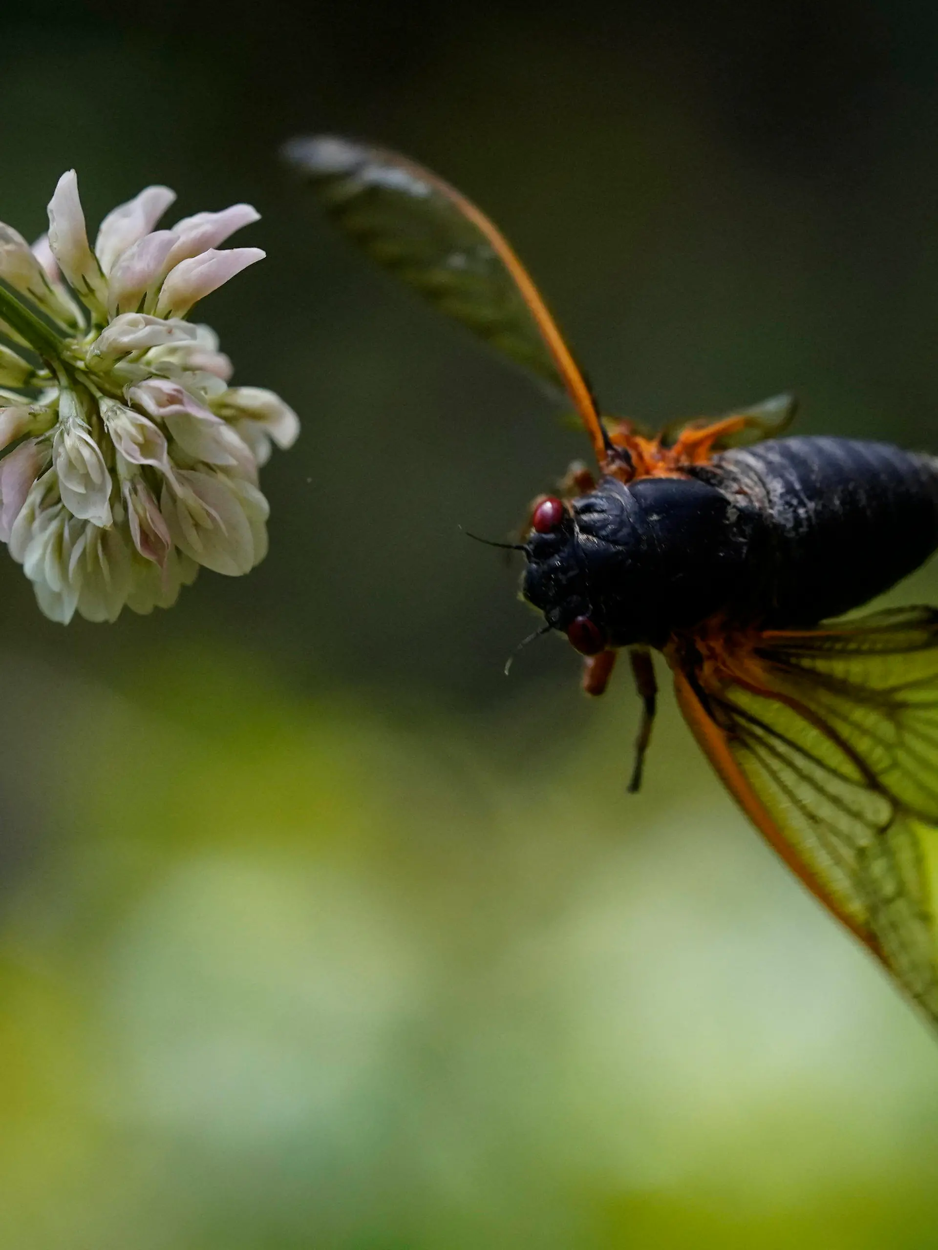 12.05.2021, USA, Washington: Eine erwachsene Zikade fliegt aus einer Kleeblüte. Foto: Carolyn Kaster/AP/dpa +++ dpa-Bildfunk +++