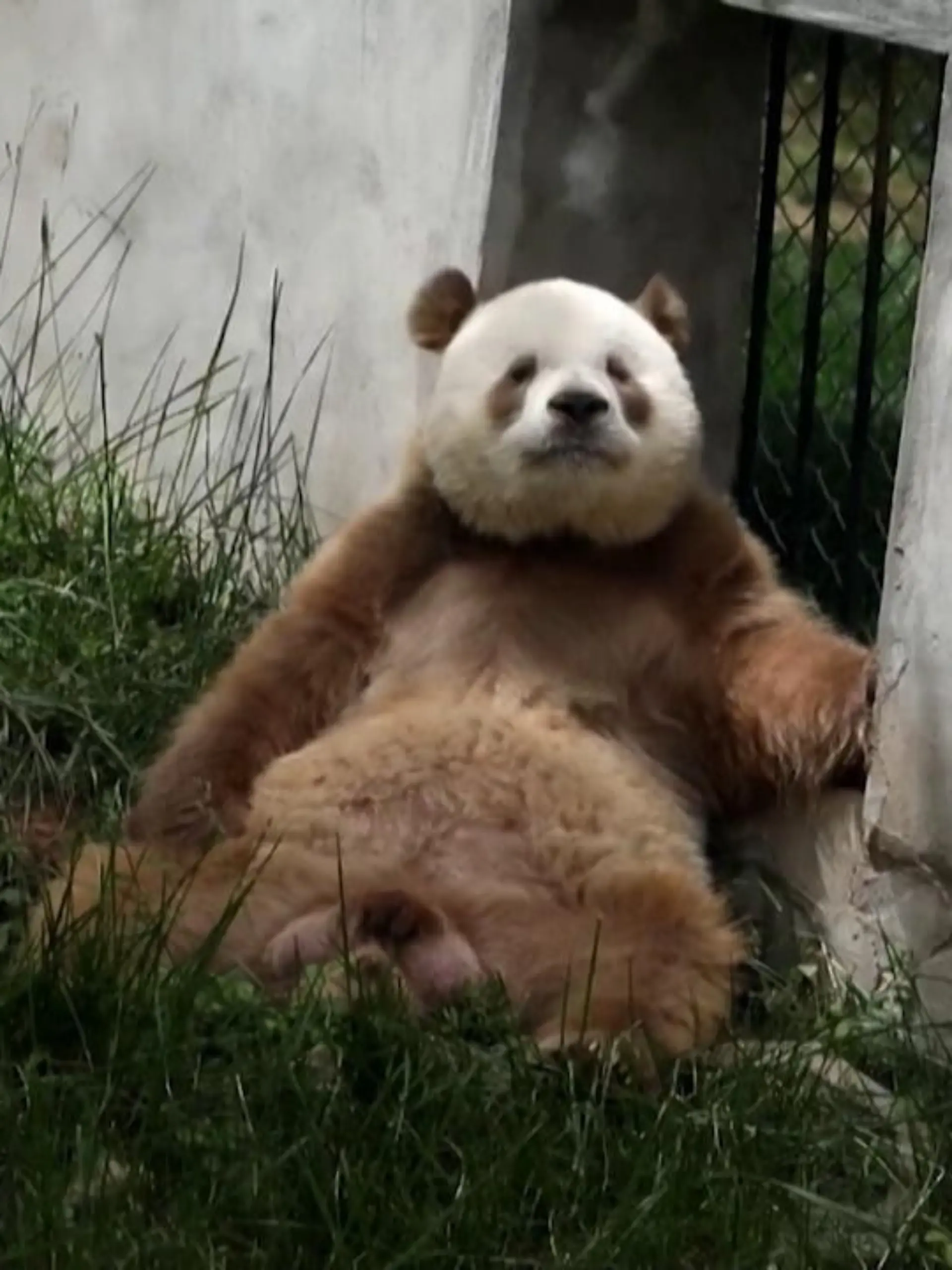 Riesen Spass hat Panda Qizai im Qingling Panda Breeding Research Center, einer wissenschaftlichen Forschungsanlage für Pandabären in China. Trotz vieler Artgenossen dort, ist Qizai etwas ganz Besonderes. Denn er ist weltweit der einzige braun-weiße Panda in Gefangenschaft.