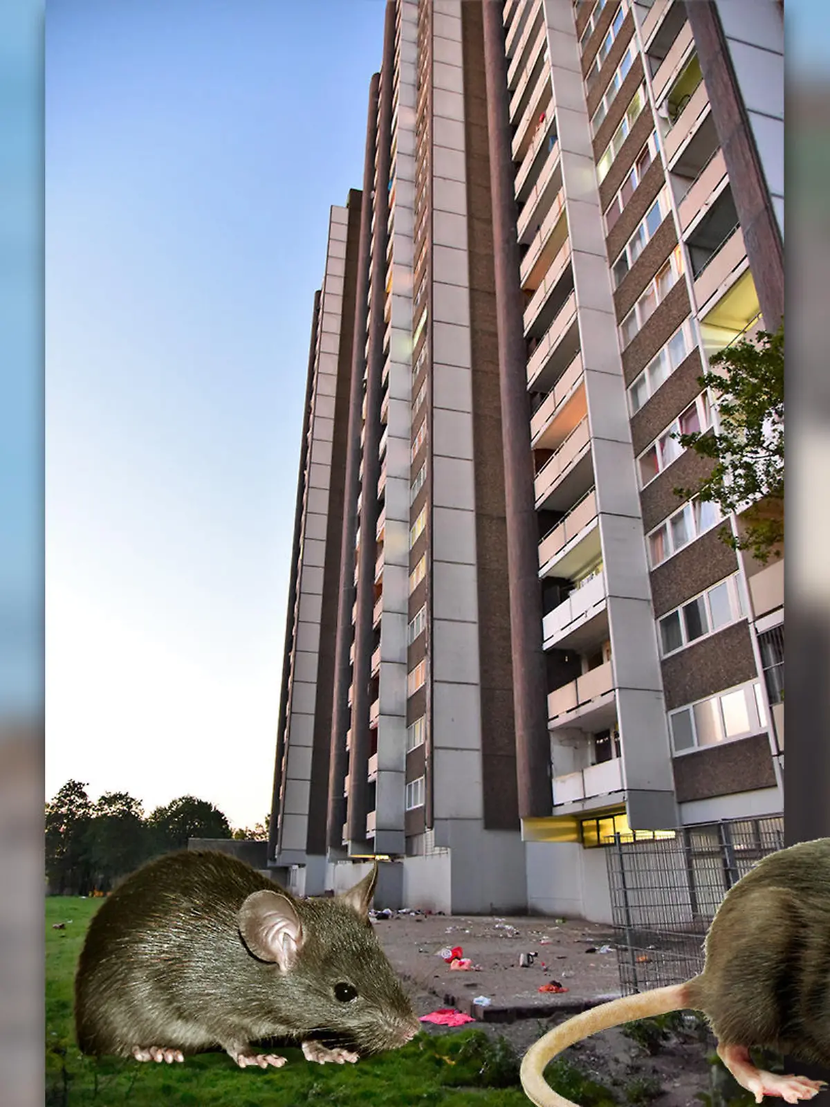 Ratten
