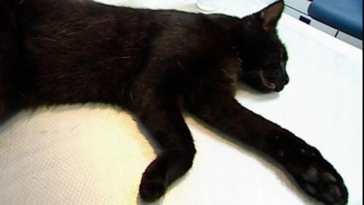 ltanieburg katze