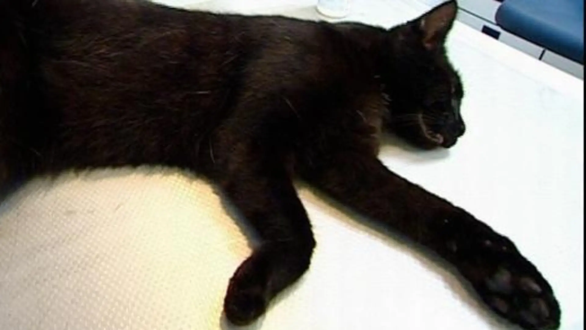 ltanieburg katze