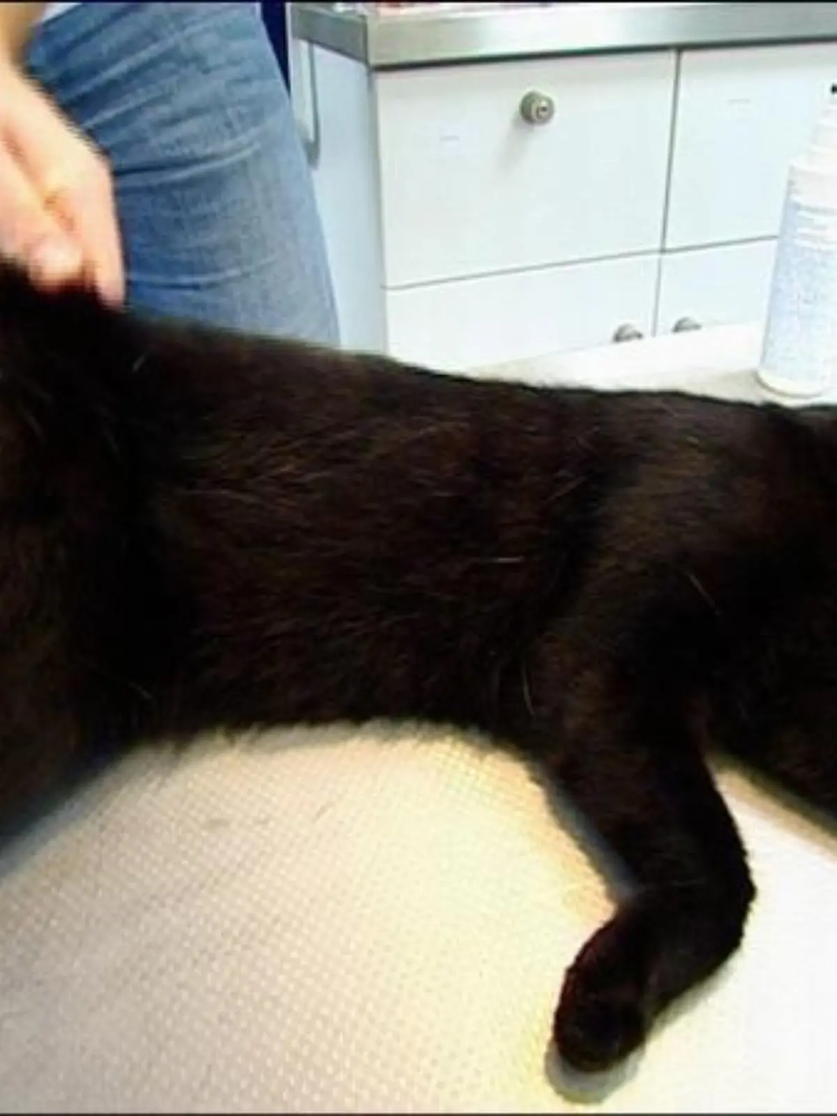 ltanieburg katze