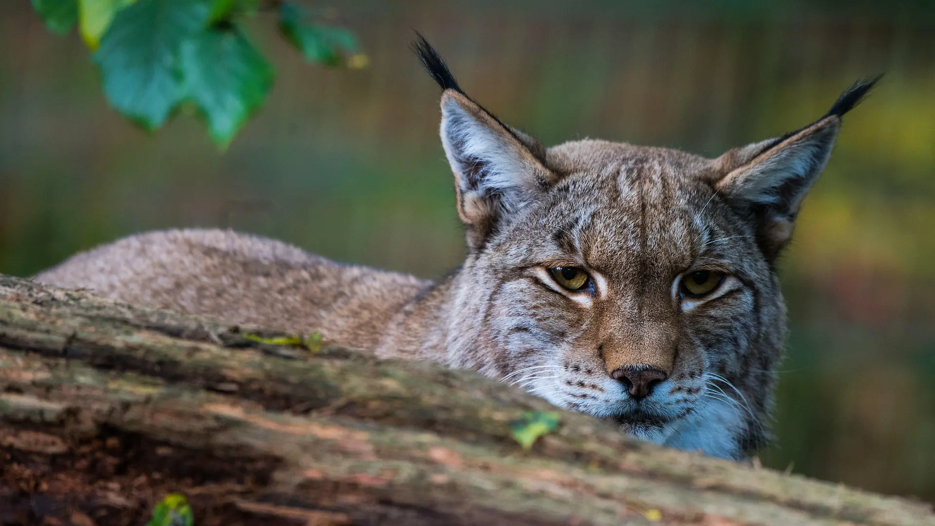 ARCHIV - 16.10.2017, Kronberg: Ein Luchs sitzt im Opel-Zoo hinter einem Baumstamm in seinem Gehege. In Rheinland-Pfalz sind drei Luchsweibchen samt Nachwuchs nachgewiesen worden. Das geht aus einem am Donnerstag veröffentlichten Monitoring des Bundesamts für Naturschutz (BfN) in Bonn hervor. Foto: Andreas Arnold/dpa +++ dpa-Bildfunk +++