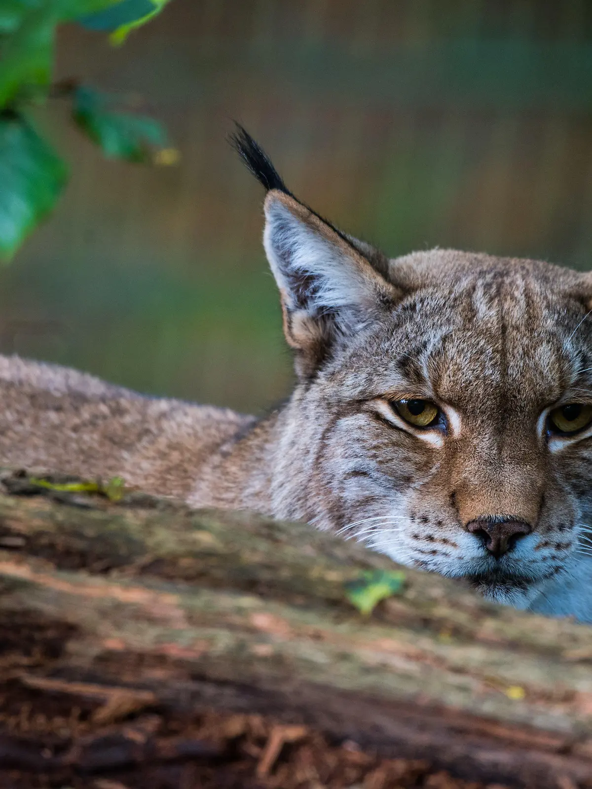 ARCHIV - 16.10.2017, Kronberg: Ein Luchs sitzt im Opel-Zoo hinter einem Baumstamm in seinem Gehege. In Rheinland-Pfalz sind drei Luchsweibchen samt Nachwuchs nachgewiesen worden. Das geht aus einem am Donnerstag veröffentlichten Monitoring des Bundesamts für Naturschutz (BfN) in Bonn hervor. Foto: Andreas Arnold/dpa +++ dpa-Bildfunk +++