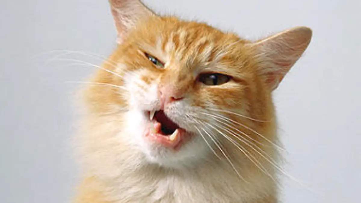 Katze