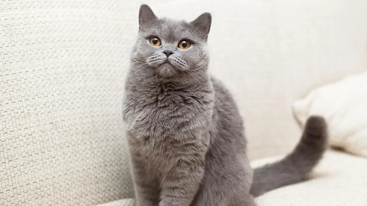Zum Tag des Haustieres; Die Top-Ten der Katzenrassen im Netz