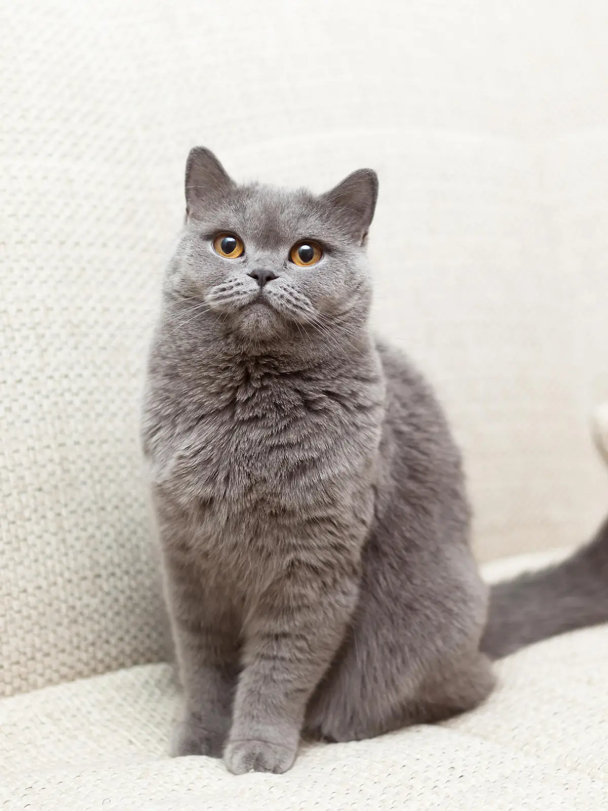 Zum Tag des Haustieres; Die Top-Ten der Katzenrassen im Netz