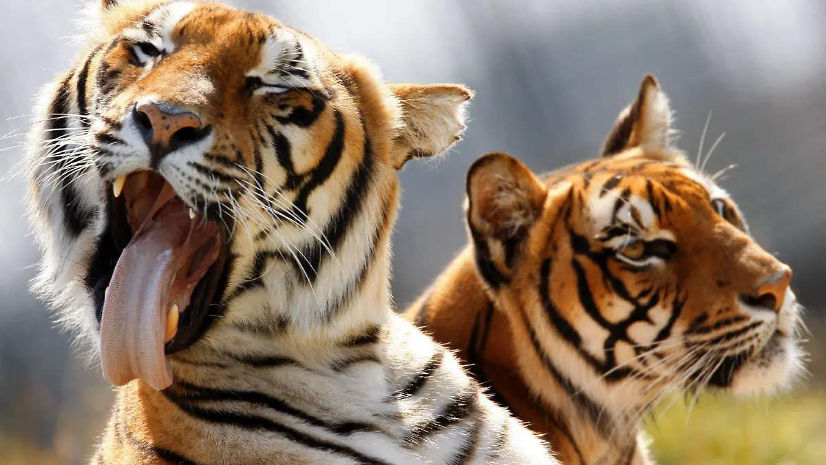 Ein Bengaltiger pflegt sich im Freigehege des Tigerparks in Dassow (Nordwestmecklenburg), aufgenommen am 21.07.2009. Für insgesamt 14 Tiger und Löwen hat die Zirkusfamilie Farell den Park mit großräumigen Freigehegen im Jahr 2003 errichtet, um nach den Zirkusreisen der letzten Jahrzehnte hier sesshaft zu werden. Besucher des Parks können die Tiere auf den Außenanlagen beobachten und mehrmals täglich das öffentliche Training in einer speziellen Raubkatzenmanege besuchen. Foto: Jens Büttner dpa/lmv +++(c) dpa - Bildfunk+++