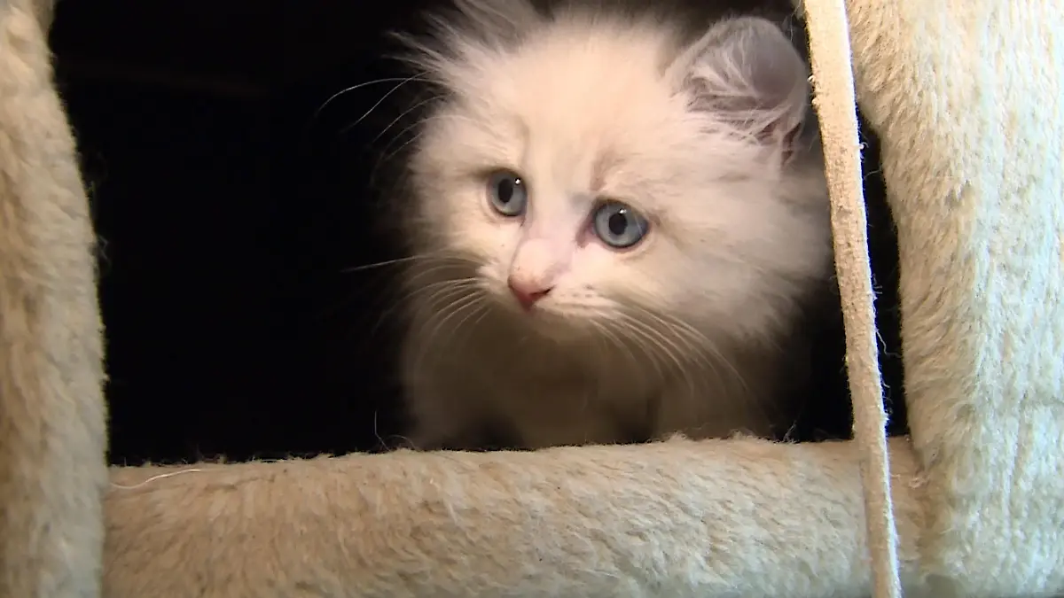 Wie viele Babys bringt die tapfere Ragdoll-Katze "Lucy" noch auf die Welt?