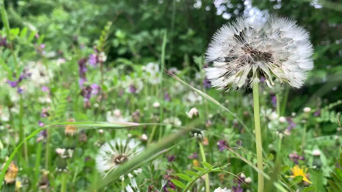 Eine Pusteblume steht im Garten von NABU-Sprecher Jürgen Pfuhl in Niddatal