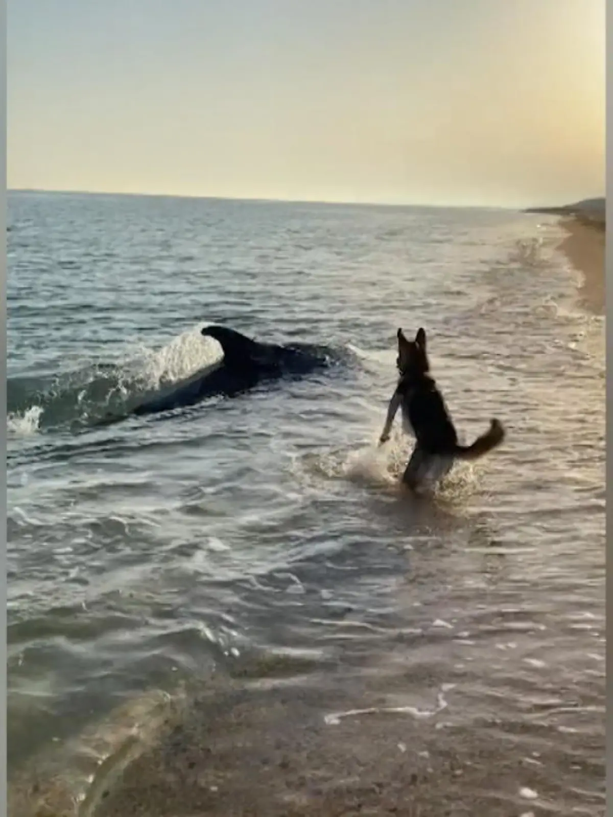 Bild zu: "Delfin fordert Hund zum Spielen auf"