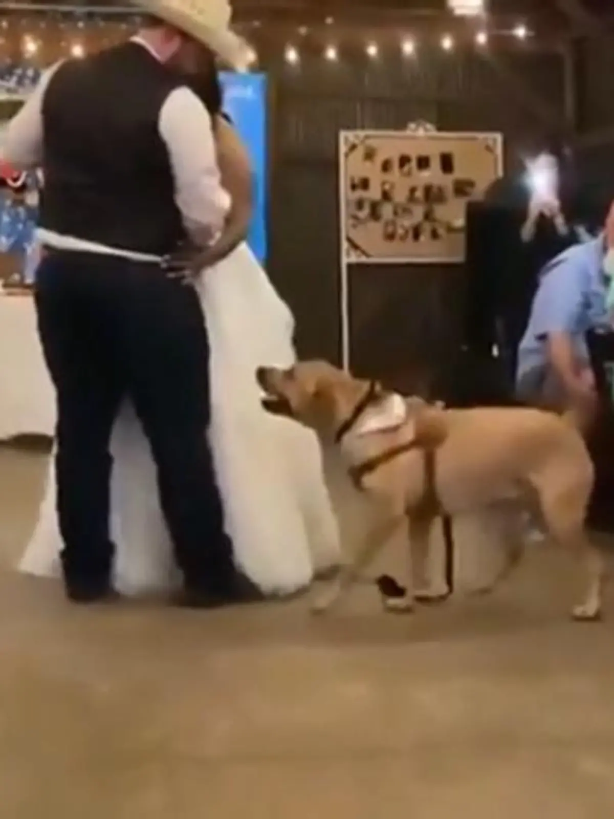 Der Hochzeitstanz - ein ganz besonderer Moment. Auch für tierische Familienmitglieder.