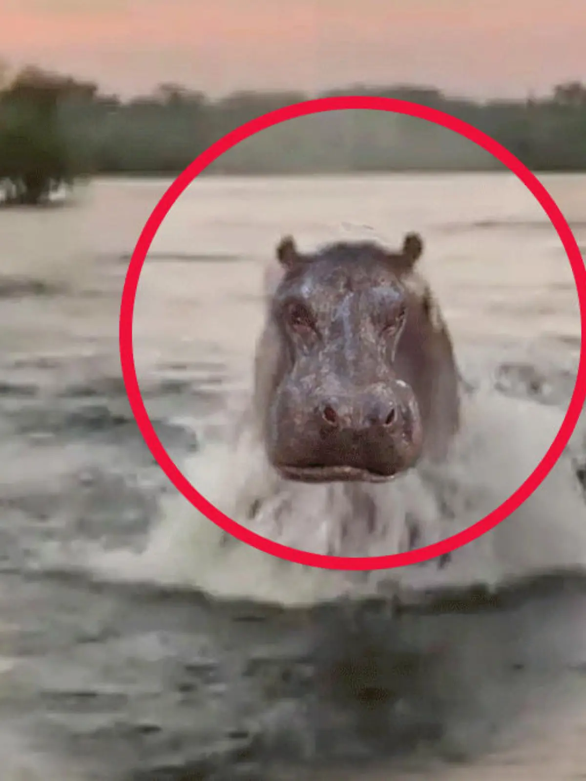 Achtung, das hier ist nichts für schwache Nerven! Auch wenn der Vorfall glimpflich endet. Eine Gruppe Urlauber war auf dem Viktoriasee in Kenia unterwegs, um Flusspferde und andere exotische Tiere zu beobachte. Dabei kamen sie einem Hippo näher, als ihnen vermutlich lieb war. Das Video zeigt, wie das riesige Tier in einiger Entfernung von dem Boot unter Wasser abtaucht, um dann das Boot ins Visier zu nehmen. Immer näher kommt der Riese, kurz den Kopf aus dem Wasser hebend, um zu atmen. Das Boot gibt Gas und gelangt schließlich außer Reichweite.