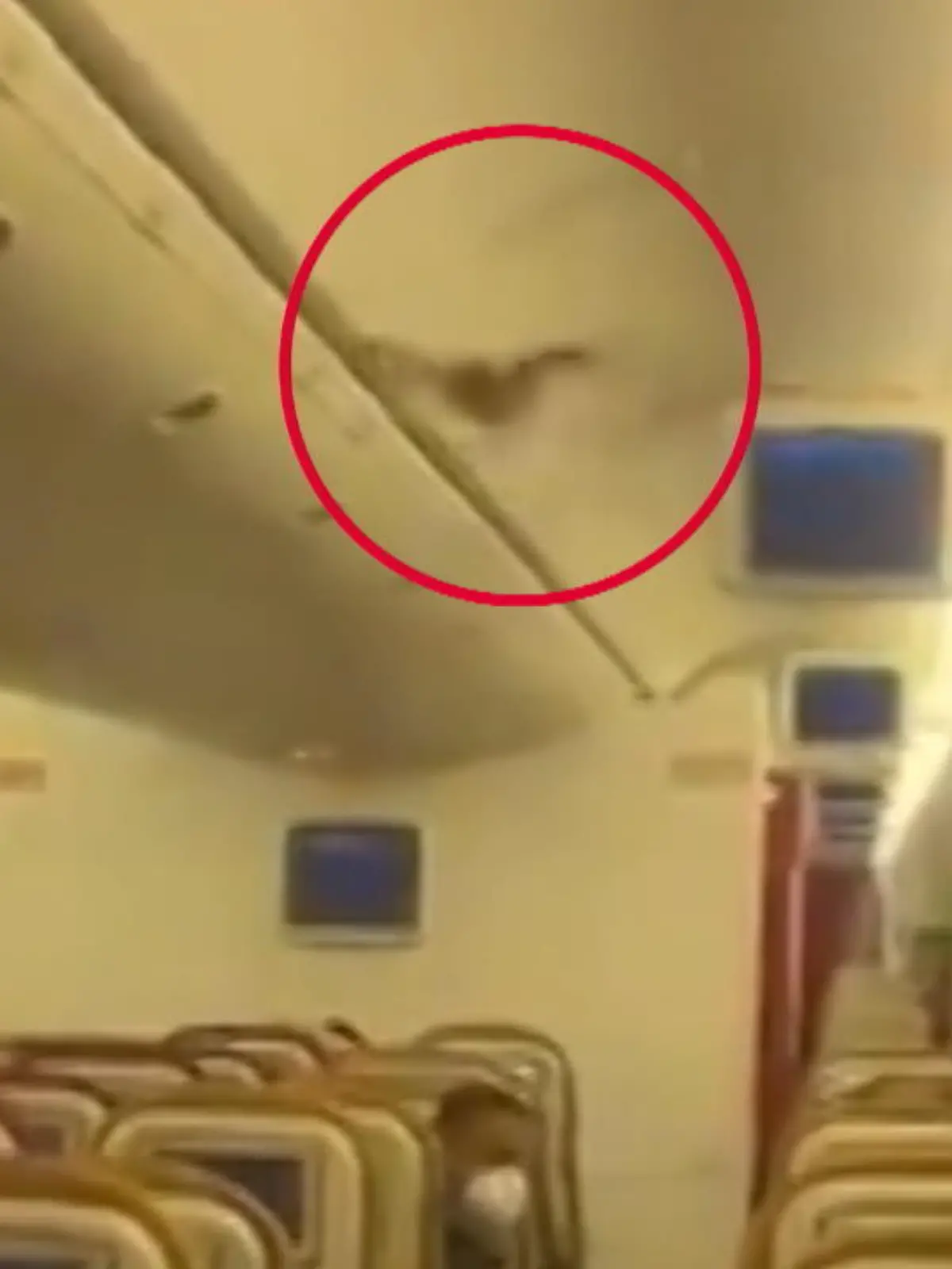 Bild zu: "Fledermaus zwingt Pilot zur Notlandung"
