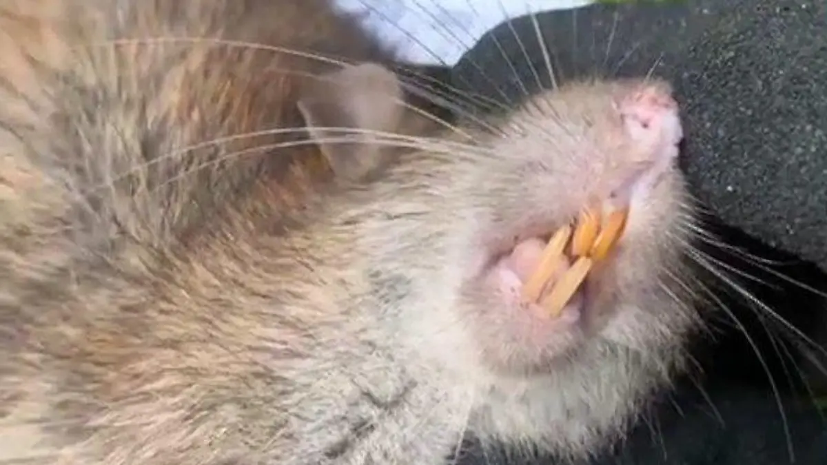 Ratte