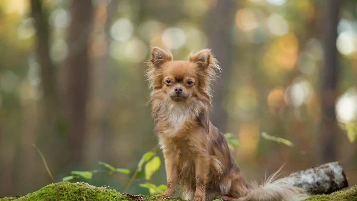 Chihuahua, langhaarig | Verwendung weltweit