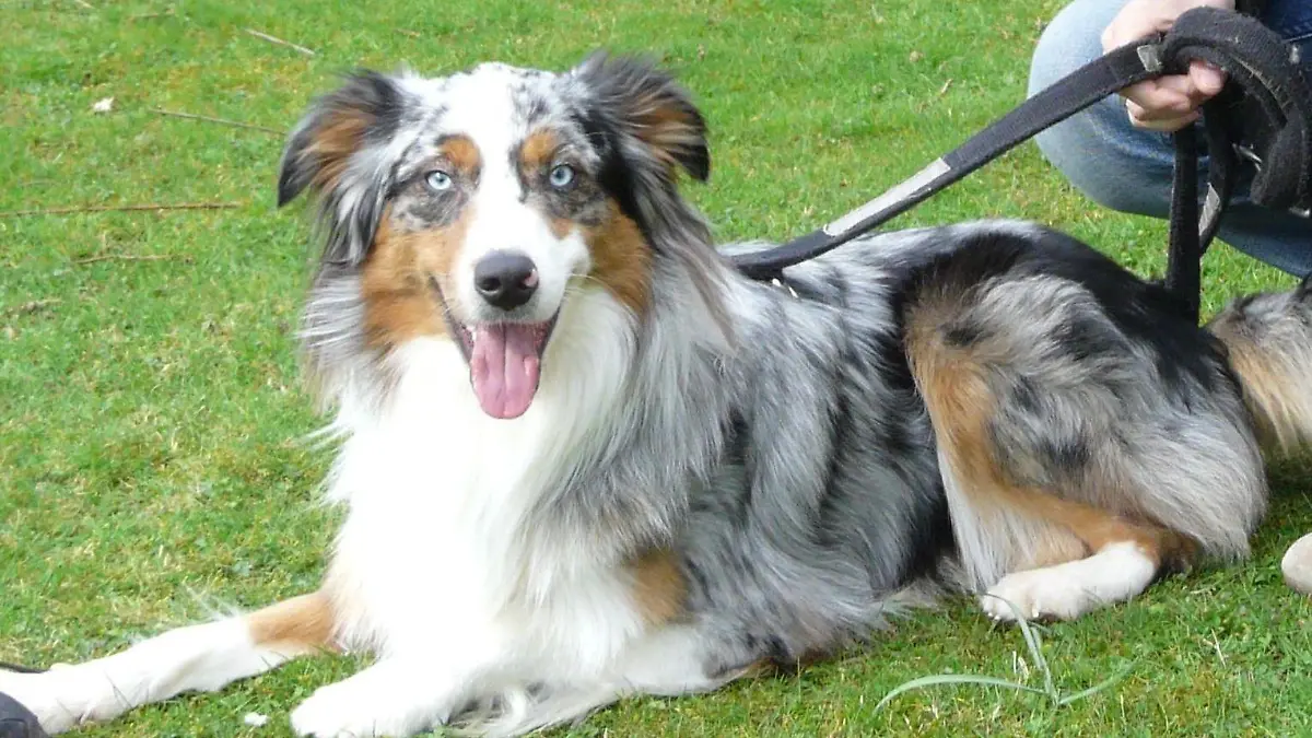 Sobald Australian Shepard Smartie andere Hunde sieht, wird er aggressiv. Schafft es Hundeprofi Martin Rütter, dass Smartie seine Aggressionen ablegt?