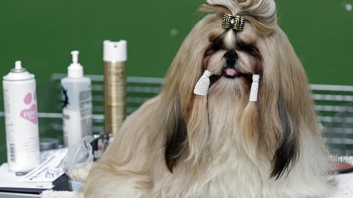 A Shih Tzu dog participates in the 23rd National Beauty Dog Show in Berriozar, Spain, 13 September 2009. EPA/JESUS DIGES +++(c) dpa - Bildfunk+++