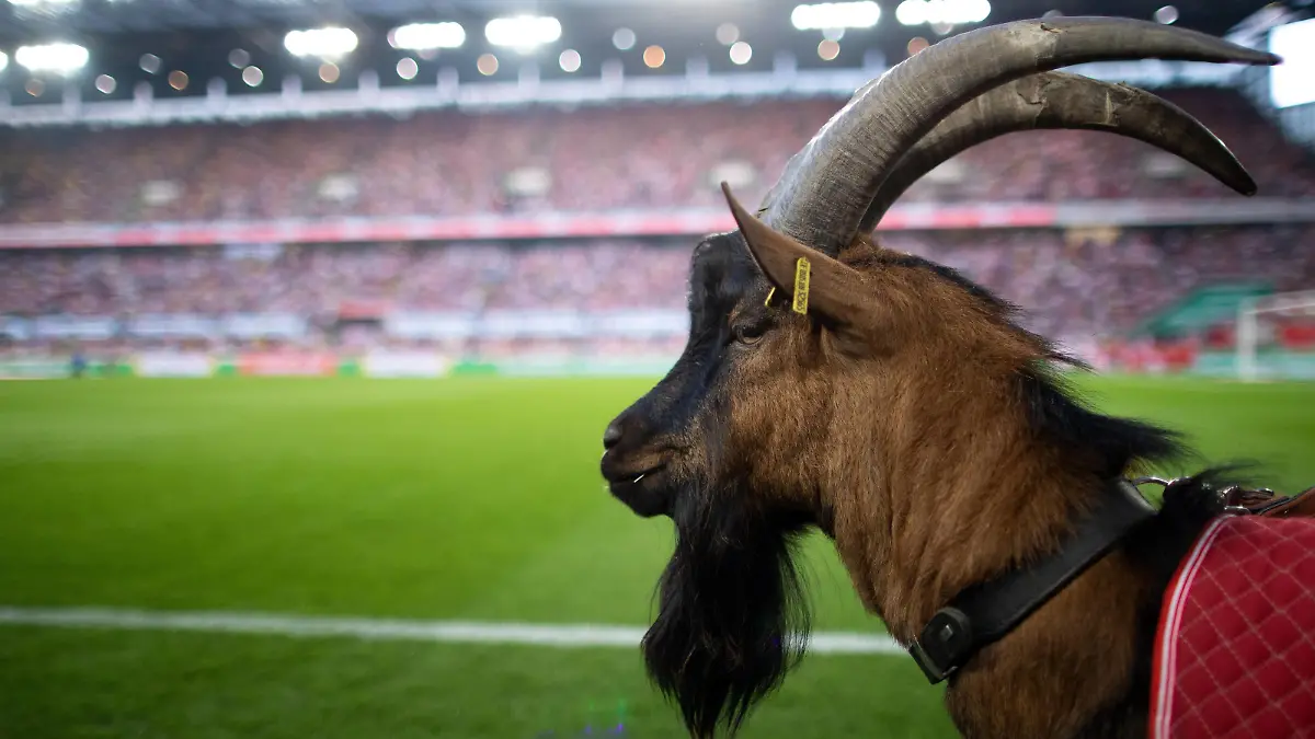 Köln, 23.08.2019 Geißbock Hennes der IX bei seinem ersten Bundesligaspiel 1. FC Köln - Borussia Dortmund DFL regulations prohibit any use of photographs as image sequences and/or quasi-video *** Cologne, 23 08 2019 billy goat Hennes the IX at his first Bundesliga match 1 FC Cologne Borussia Dortmund DFL regulations prohibit any use of photographs as image sequences and or quasi video