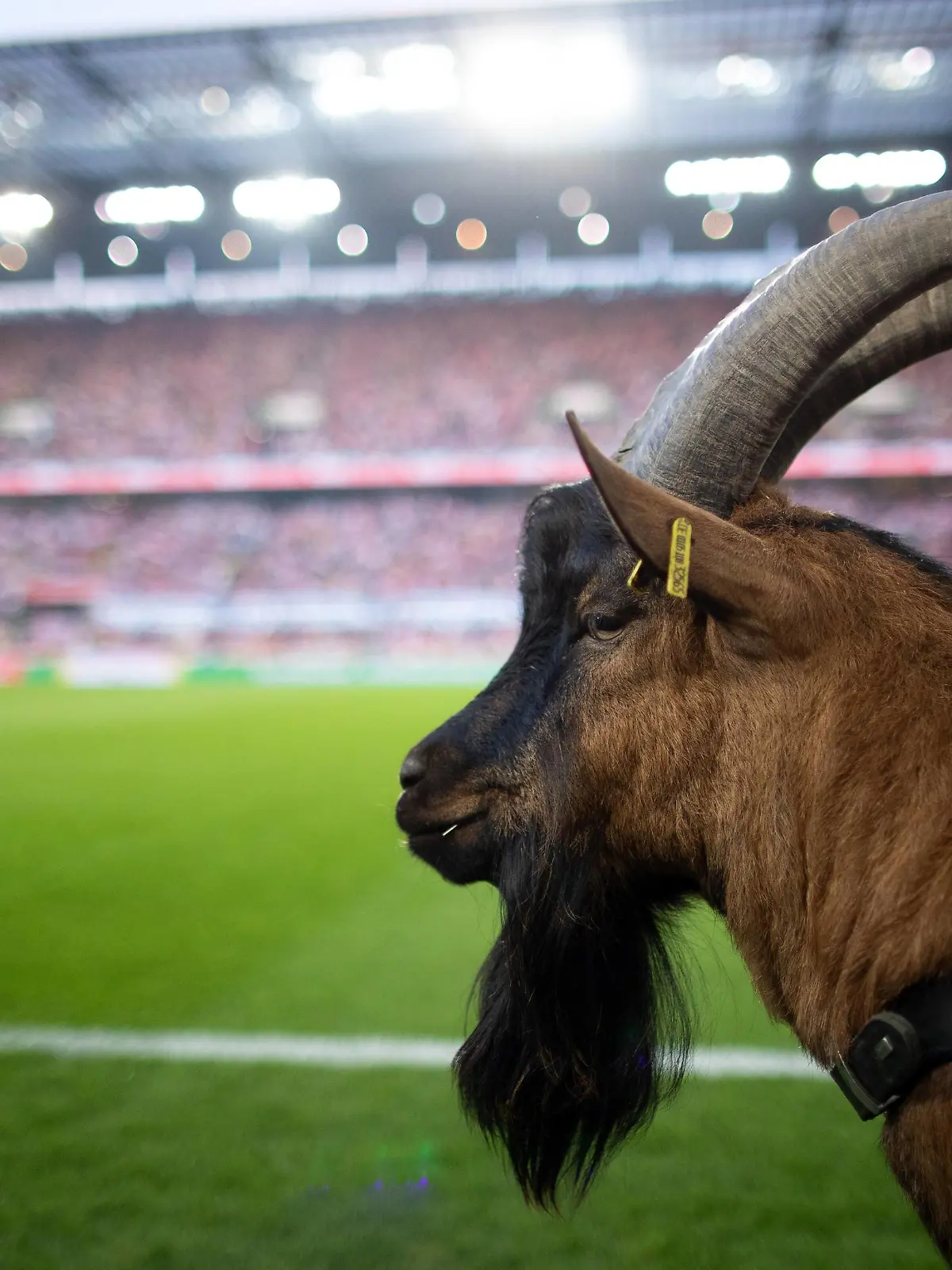 Köln, 23.08.2019 Geißbock Hennes der IX bei seinem ersten Bundesligaspiel 1. FC Köln - Borussia Dortmund DFL regulations prohibit any use of photographs as image sequences and/or quasi-video *** Cologne, 23 08 2019 billy goat Hennes the IX at his first Bundesliga match 1 FC Cologne Borussia Dortmund DFL regulations prohibit any use of photographs as image sequences and or quasi video  