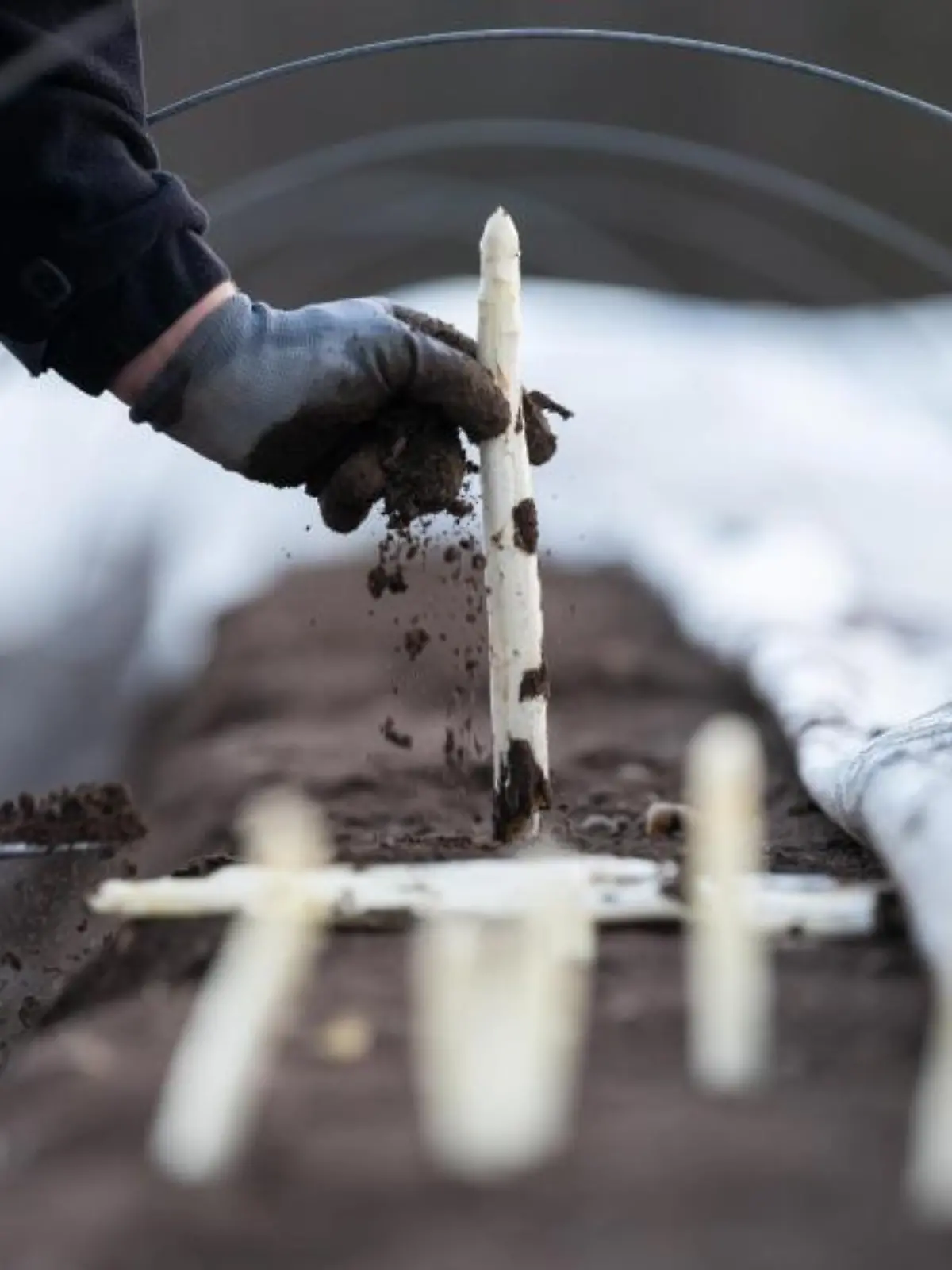 Ein Arbeiter erntet Spargel