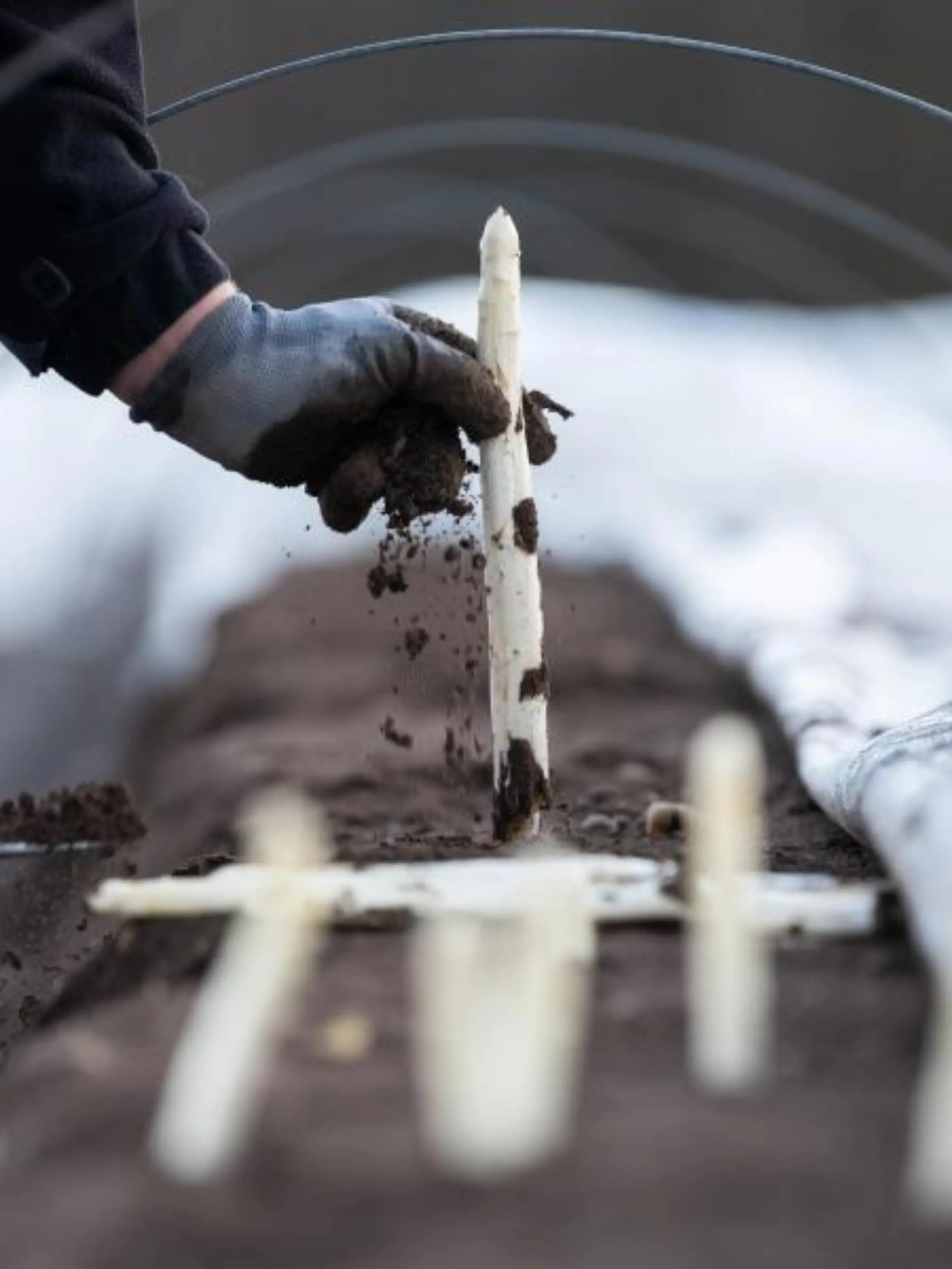 Ein Arbeiter erntet Spargel