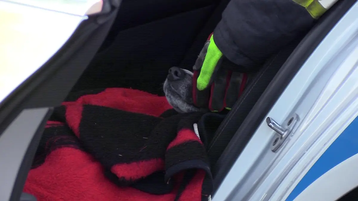 Im Ford entdecken die Helfer noch einen Hund.