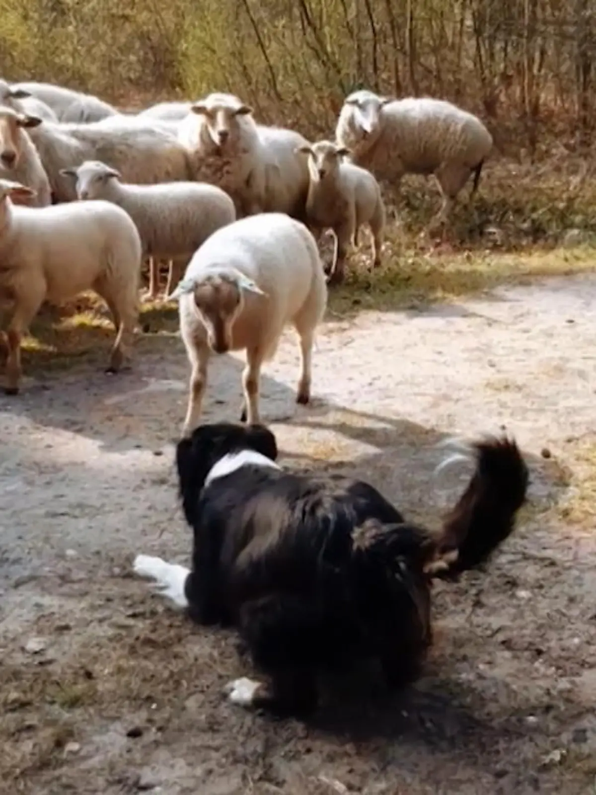 Bild zu: "Aufmüpfiges Schaf gegen Hütehund"