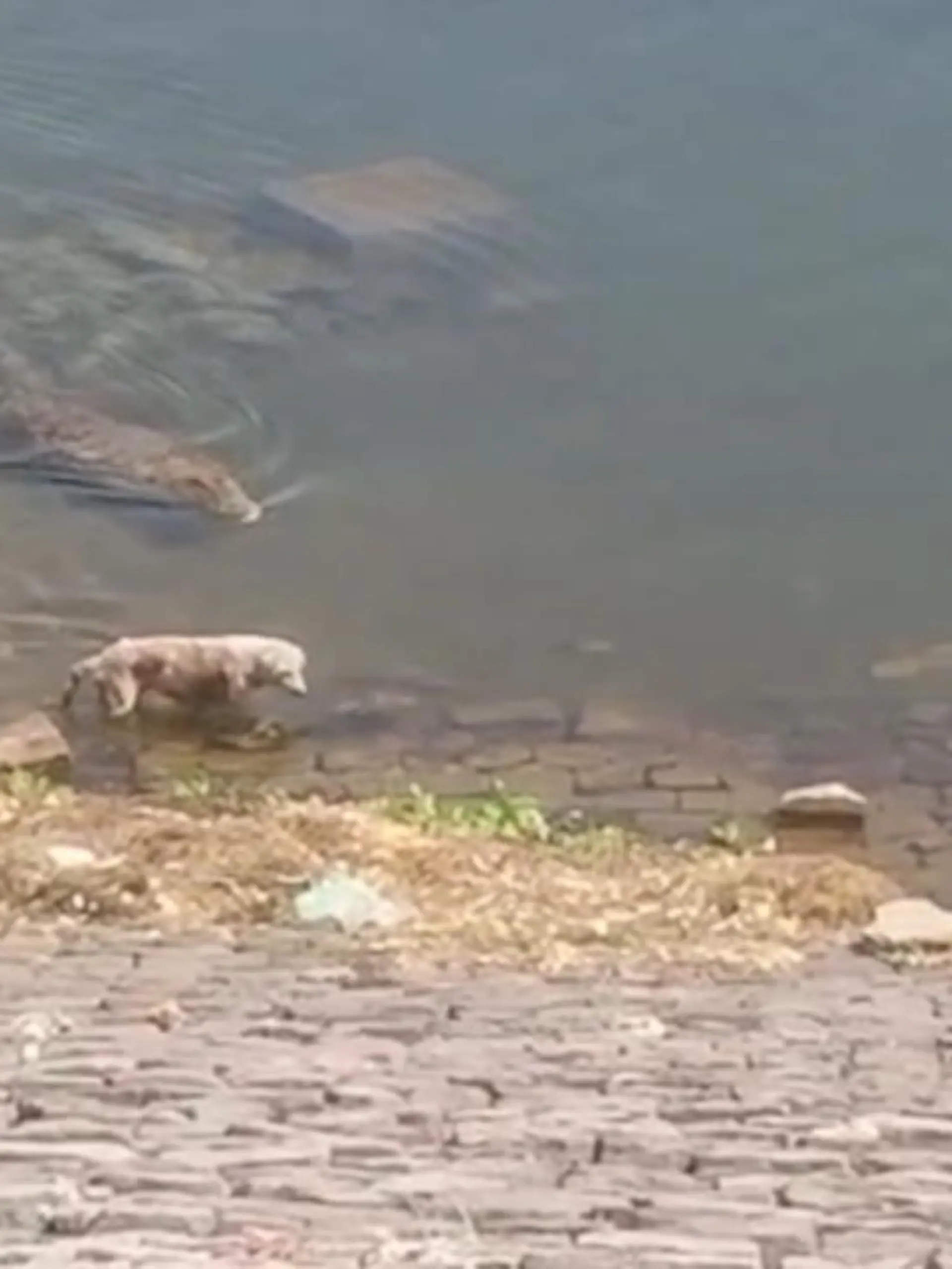 Dieses Video zeigt, wie ein Krokodil in der indischen Stadt Koto einen Hund erbeutet.