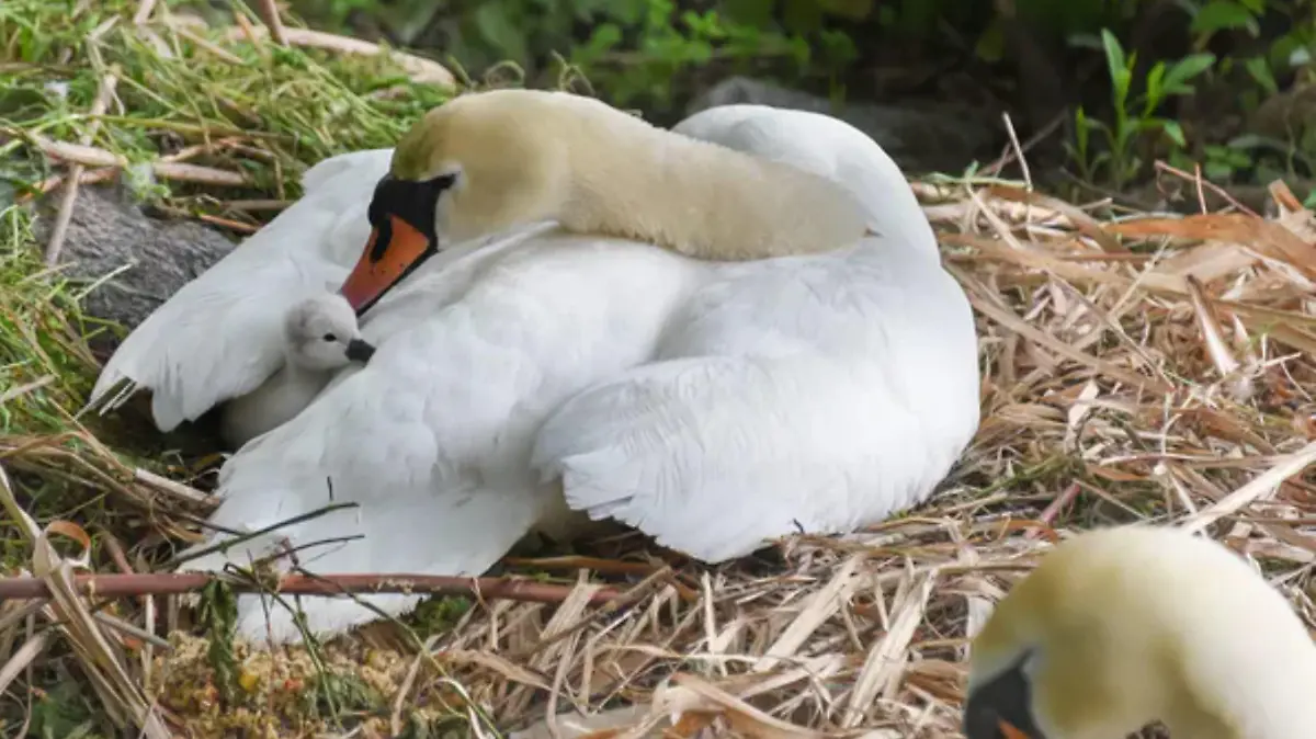 Die Schwanenmutter legt ihre Flügel schützend über eines der überlebenden Küken.