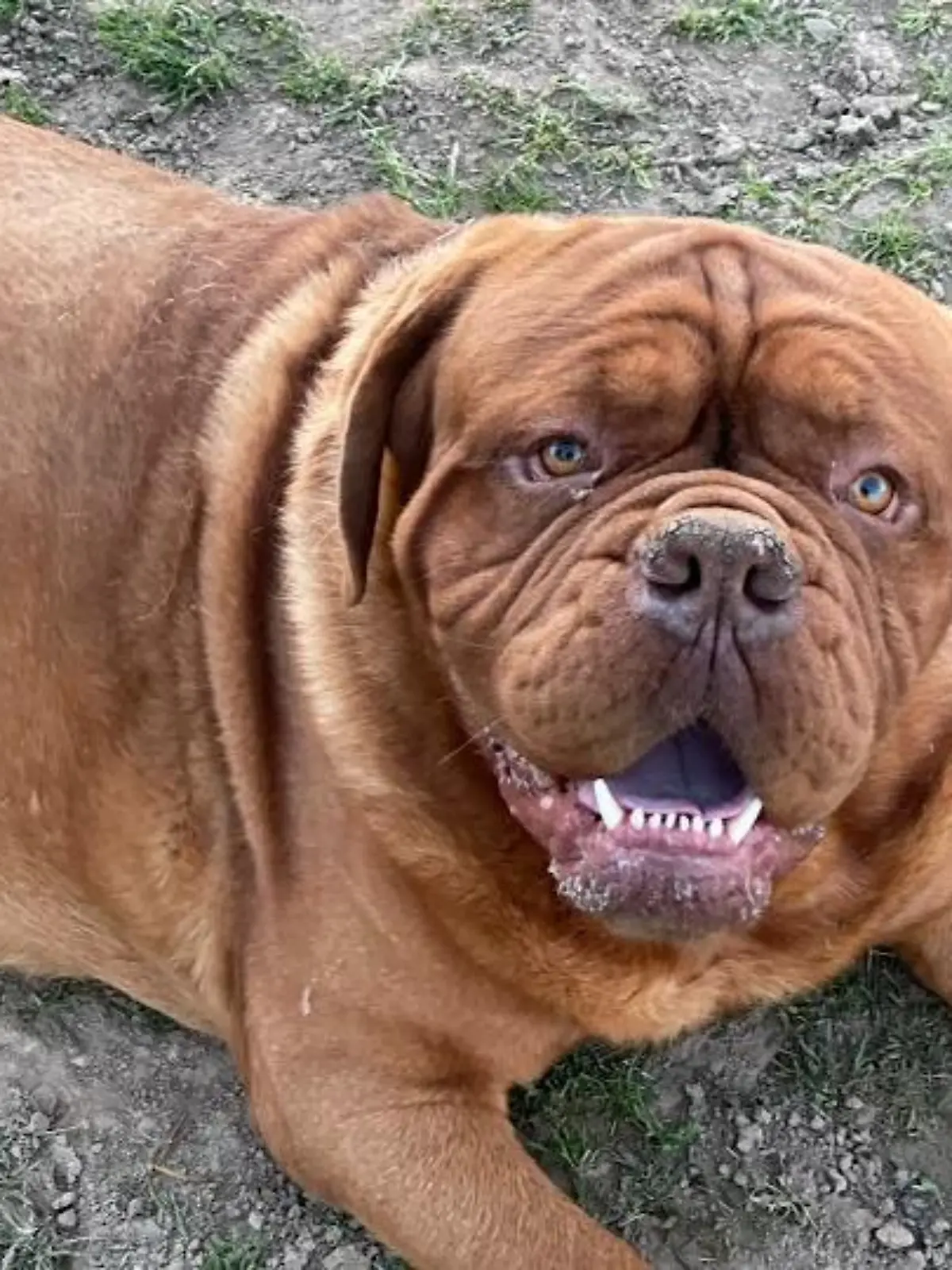 Am 11. Mai ist für Kerstin Petith (54) zunächst alles wie immer. Die Reiterhof-Chefin macht einen Ausritt, ihr Hund Balu bleibt auf dem Hof. Doch als sie wiederkommt, ist die Bordeaux-Dogge plötzlich weg. Unbegreiflich für die 54-Jährige aus Bad Homburg (Hessen), denn ihr Hund ist noch nie weggelaufen.