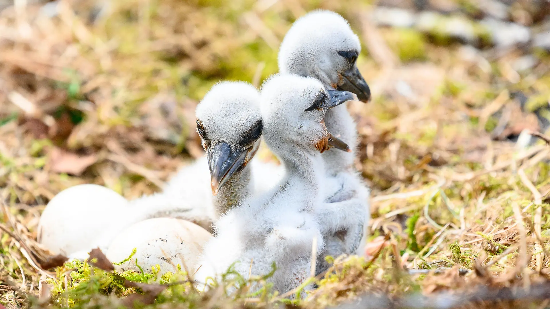 PRODUKTION - 04.05.2023, Schleswig-Holstein, Großenaspe: Storchenküken sitzen neben zwei weiteren Eiern in ihrem Nest. Kleiner flauschig-grauer Nachwuchs macht sich in vielen Storchennestern im Norden breit. Im Wildpark Eekholt ist in dieser Woche bereits das dritte Jungtier geschlüpft. (zu dpa: «Erste Storchenküken im Wildpark Eekholt und Hamburg sind geschlüpft») Foto: Jonas Walzberg/dpa +++ dpa-Bildfunk +++