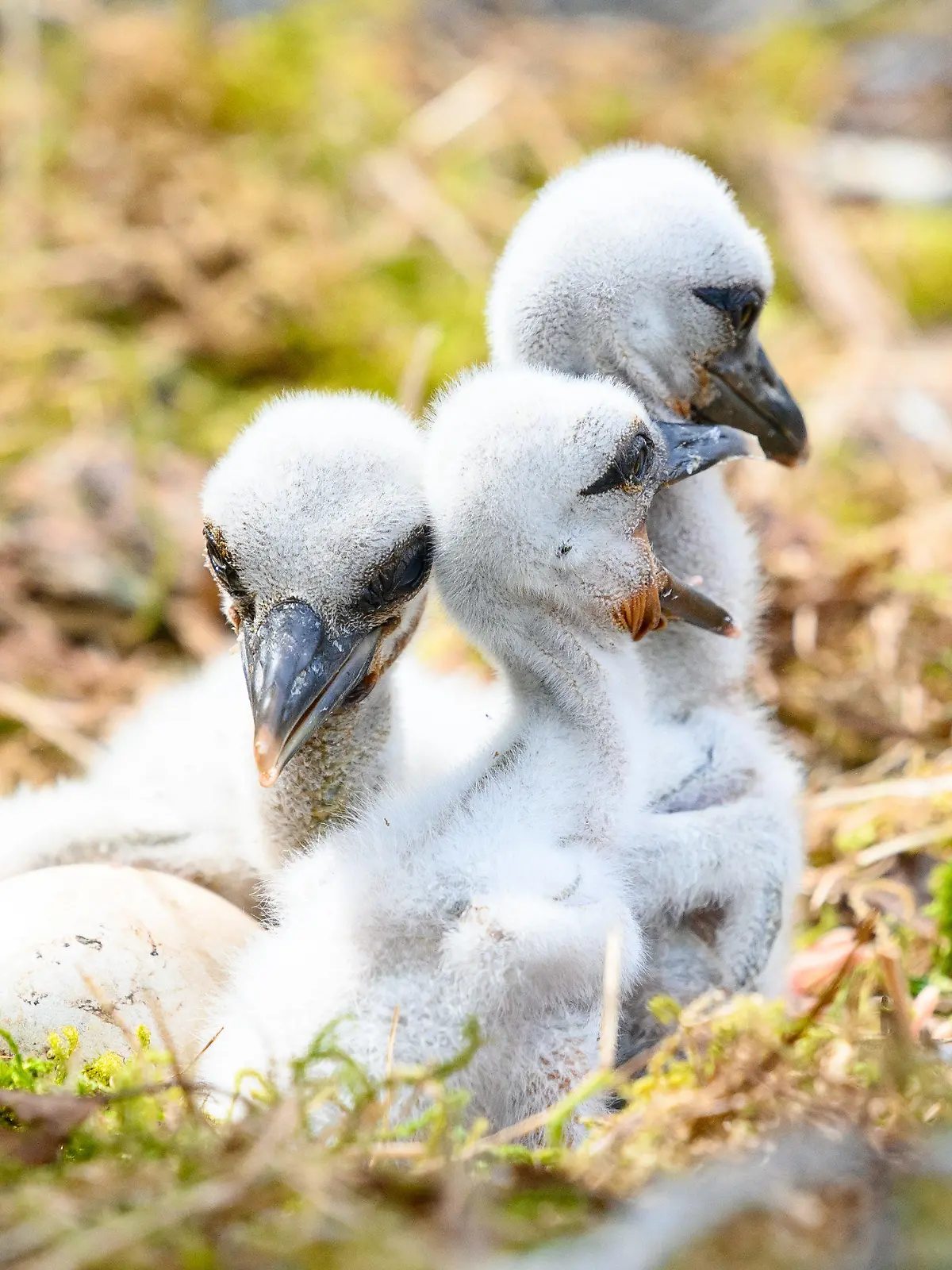 PRODUKTION - 04.05.2023, Schleswig-Holstein, Großenaspe: Storchenküken sitzen neben zwei weiteren Eiern in ihrem Nest. Kleiner flauschig-grauer Nachwuchs macht sich in vielen Storchennestern im Norden breit. Im Wildpark Eekholt ist in dieser Woche bereits das dritte Jungtier geschlüpft. (zu dpa: «Erste Storchenküken im Wildpark Eekholt und Hamburg sind geschlüpft») Foto: Jonas Walzberg/dpa +++ dpa-Bildfunk +++