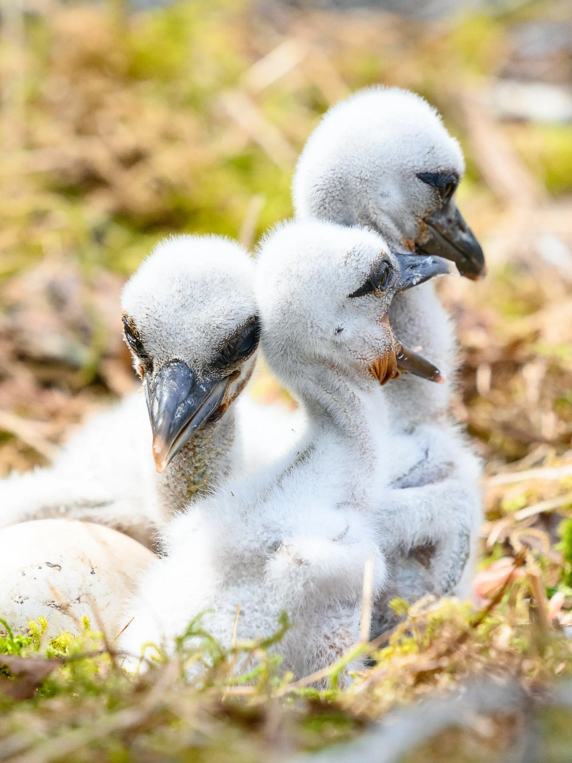 PRODUKTION - 04.05.2023, Schleswig-Holstein, Großenaspe: Storchenküken sitzen neben zwei weiteren Eiern in ihrem Nest. Kleiner flauschig-grauer Nachwuchs macht sich in vielen Storchennestern im Norden breit. Im Wildpark Eekholt ist in dieser Woche bereits das dritte Jungtier geschlüpft. (zu dpa: «Erste Storchenküken im Wildpark Eekholt und Hamburg sind geschlüpft») Foto: Jonas Walzberg/dpa +++ dpa-Bildfunk +++