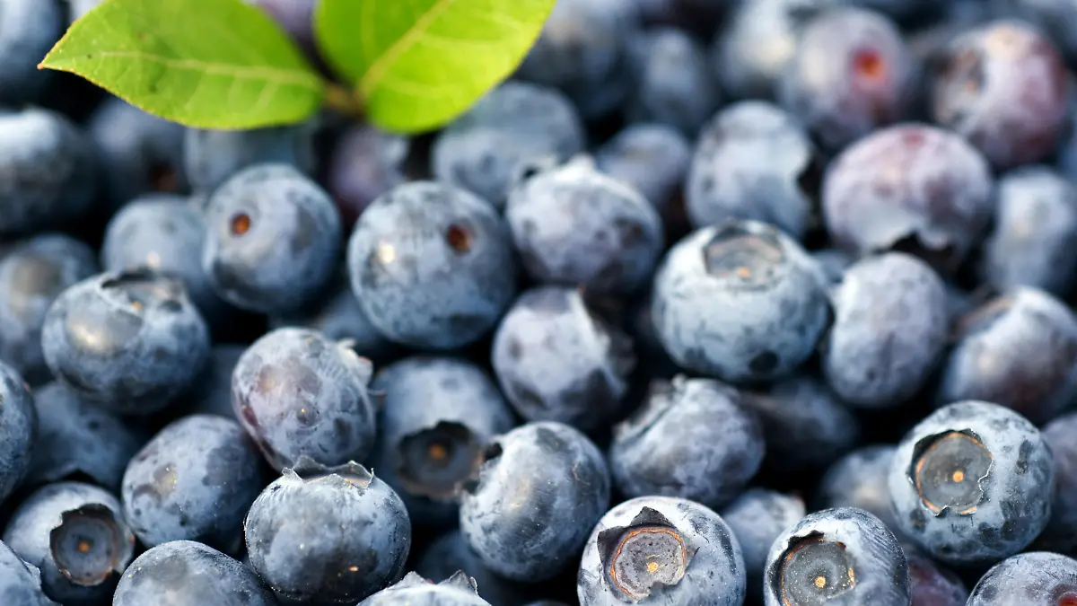 Die ersten geernteten Heidelbeeren liegen in einem Korb auf dem Obsthof Wilms im brandenburgischen Hohenwalde unweit von Frankfurt (Oder), aufgenommen am 05.07.2010.Foto: Patrick Pleulnull