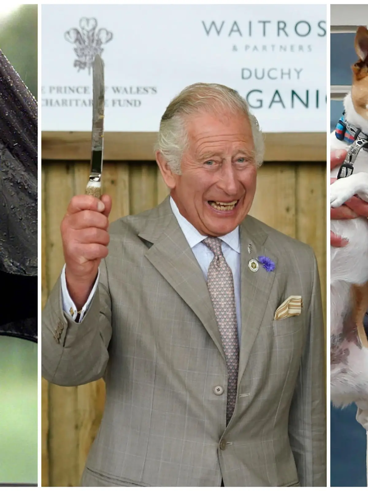 Manchmal muss König Charles zu härteren Maßnahmen greifen. Dann werden Regenschirme aufgespannt, Tortenmesser geschwungen und Hunde hochleben gelassen!