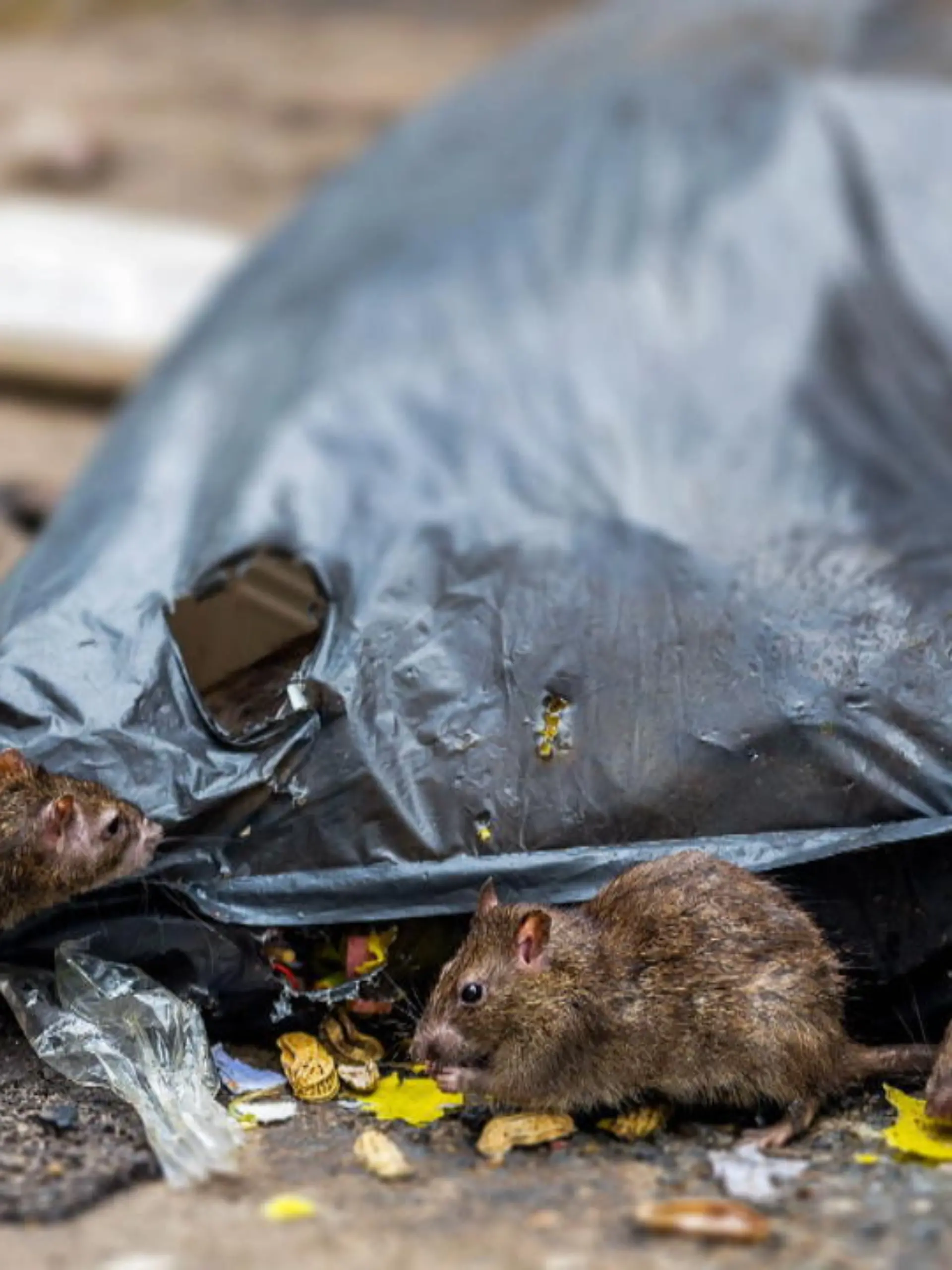 Immer häufiger werden Wohnsiedlungen von Ratten heimgesucht. Das kann sehr gefährlich werden. Wie Sie sich und Ihre Wohngegend vor einer solchen Plage schützen können, sehen Sie hier.