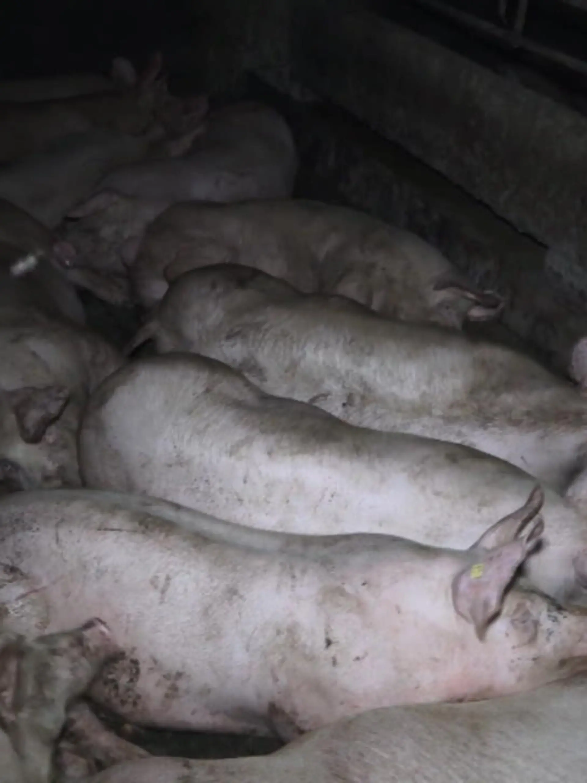 Massive Tierquälerei in einer Schweinemastanlage – einer der größten Niedersachsens. Das Deutsche Tierschutzbüro hat die Zustände aufgedeckt. Bilder, die kaum zu ertragen sind.